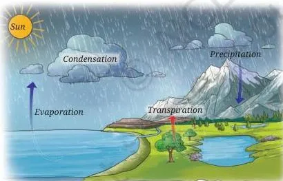 Diagram of the water cycle showing the Sun heating water, evaporation and transpiration, cloud formation, precipitation and water flowing back to the sea