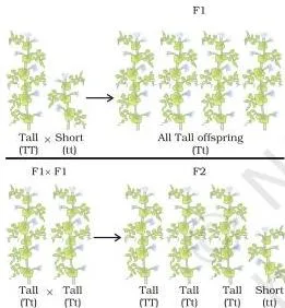 These two may be identical, or may be different, depending on the parentage. A pattern of inheritance can be worked out with this assumption, as shown in Fig. 8.3.