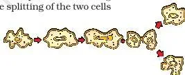 (a) Binary fission in Amoeba