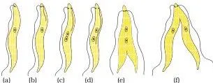 (b) Binary fission in Leishmania