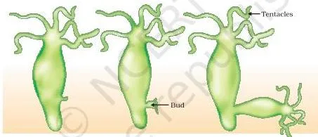 Budding in Hydra