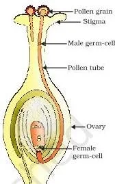 Germination of pollen on stigma