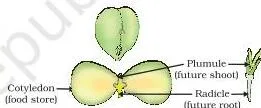 Germination