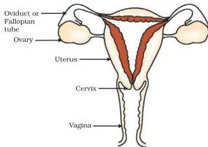 Human–female reproductive system