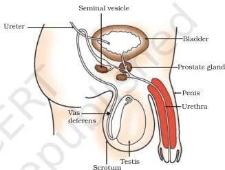 Human–male reproductive system