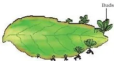 Leaf of Bryophyllum