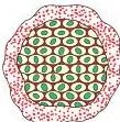 Multiple fission in