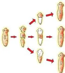 Regeneration in Planaria