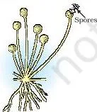 Spore formation in Rhizopus