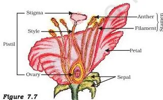 The flower may be unisexual (papaya, watermelon) when it contains either stamens or pistil or bisexual (*Hibiscus*, mustard) when it contains both stamens and pistil.
