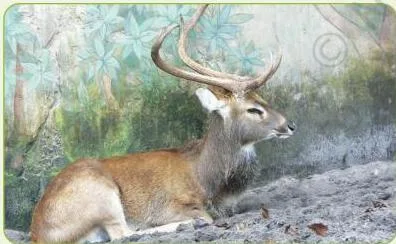 The Sangai deer, the endangered animal at the centre of JNMDA's 1985 choreography Keibul Lamjao on conservation