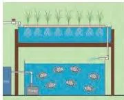 An aquaponics system with a fish tank and plant grow beds connected by water flow, showing fish and vegetables raised together