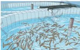 Fish swimming in a managed pond or tank, showing the clean water conditions that keep fish healthy