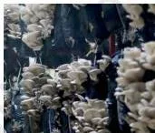 White mycelium threads spreading through a mushroom growing substrate like roots, showing how mushrooms develop without seeds
