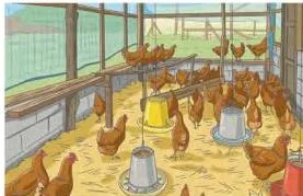 Backyard poultry kept in a small courtyard with simple housing, showing that a small home space is enough for a flock