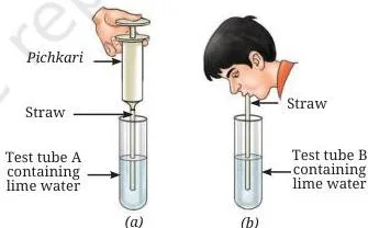 Two test tubes of lime water — one receiving ordinary air pushed in with a syringe and the other receiving exhaled air blown through a straw