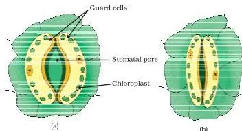 Two views of a stomatal pore, one with guard cells swollen and the pore open, one with guard cells shrunken and the pore closed