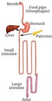 Stretched-out alimentary canal showing the small intestine as the longest section, with the liver and pancreas drawn beside it