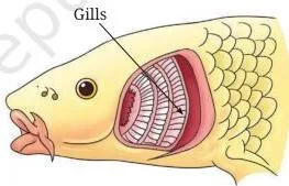 Body parts in a fish used for breathing, showing the gills supplied with blood vessels for gas exchange in water