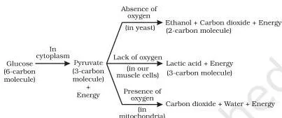 Flow chart showing glucose breaking into pyruvate, which branches into ethanol and carbon dioxide, carbon dioxide and water, or lactic acid