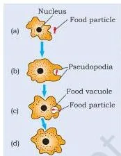 Amoeba taking in food with temporary finger-like extensions that fuse to form a food vacuole inside the cell