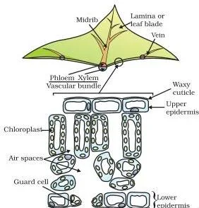 Microscope view of a leaf cross-section showing green chloroplasts inside the cells, the site where photosynthesis happens