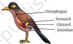 Digestive system in birds showing the gizzard chamber where food is crushed with the help of swallowed grit