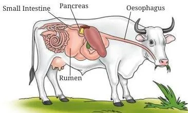 Digestive system of a ruminant showing grass travelling through its stomach compartments and returning to the mouth for re-chewing