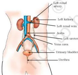 Diagram of the human excretory system showing a pair of kidneys, ureters, urinary bladder and urethra