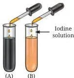Two test tubes from the rice flour experiment — one turning blue-black with iodine and the other staying colourless after saliva acted on it