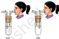 Experimental set-up with two test tubes of lime water — one receiving inhaled air sucked through a pipe and one receiving exhaled air blown through it