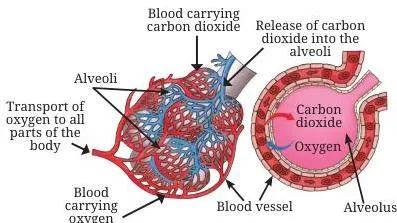 Gas exchange through the alveoli — oxygen passing from the air into nearby blood tubes while carbon dioxide moves from the blood into the air