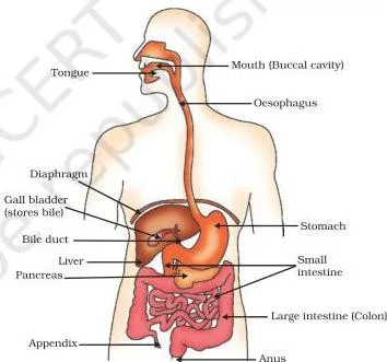 Diagram of the human alimentary canal showing the mouth, oesophagus, stomach, small intestine and large intestine in order