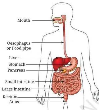 Labelled diagram of the human digestive system, from the life processes class 7 chapter, tracing food through the alimentary canal from mouth to anus