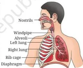 Diagram of the human respiratory system tracing air from the nostrils through the throat and air tubes into the alveoli of the lungs