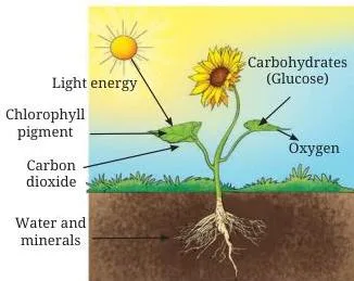 Diagram of a plant showing sunlight, carbon dioxide, water and chlorophyll as inputs and glucose with oxygen as outputs of photosynthesis