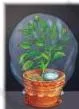 Four potted plants with sufficient water under different conditions: sunlight with carbon dioxide, sunlight without carbon dioxide, darkness with carbon dioxide, and darkness without carbon dioxide
