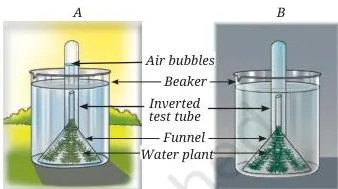 Two aquatic plant set-ups, one in sunlight with gas bubbles collecting in an inverted test tube and one in the dark with no bubbles, showing oxygen release only during photosynthesis