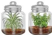 A growing plant sealed inside a large transparent bottle, showing how a plant can recycle carbon dioxide and oxygen between respiration and photosynthesis