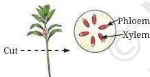 Plant twigs with white flowers placed in plain water and in red ink, showing red colour spreading through the stem, leaves and flowers of the twig in red ink, with a magnified cut stem showing red tubes