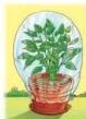 A potted plant placed in a completely dark room, appearing pale and unable to photosynthesise, compared with the sunlight plant