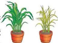 A potted plant placed in bright sunlight, growing green and healthy while receiving light for photosynthesis