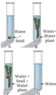 Four test tubes labelled A to D: a snail in water, a water plant in water, both a snail and a plant together, and only water, each with a carbon dioxide indicator