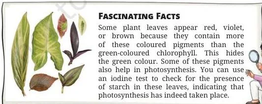 In Table 10.2, Bhaskar recorded a blue-black colour (indicating the presence of starch) on the green patches of the leaf obtained from the plant placed in sunlight.
