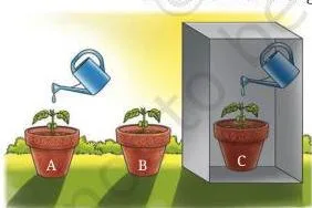 A potted plant kept in direct sunlight without any watering, with dry soil and a wilted sapling, showing that sunlight alone cannot keep a plant alive