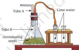 Conical flask with soaked moong seeds on wet cotton connected by rubber tubing to a test tube of lime water, with the lime water turning milky from carbon dioxide released by the seeds