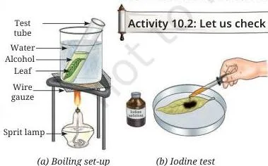 Two stages of the starch test: a leaf being decolourised in a test tube inside a beaker of boiling water, and the decolourised leaf turning blue-black where iodine is dropped