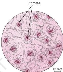 Microscopic view of a rhoeo leaf peel showing stomata, tiny pores on the leaf surface surrounded by guard cells, through which gases are exchanged
