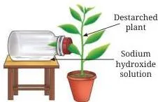Take a wide-mouthed bottle and pour some caustic soda (sodium hydroxide) into it (caustic soda absorbs carbon dioxide from the air).