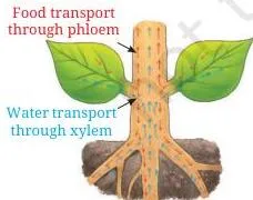 Diagram of a plant showing xylem carrying water and minerals upward from the roots and phloem carrying food from the leaves to all parts of the plant
